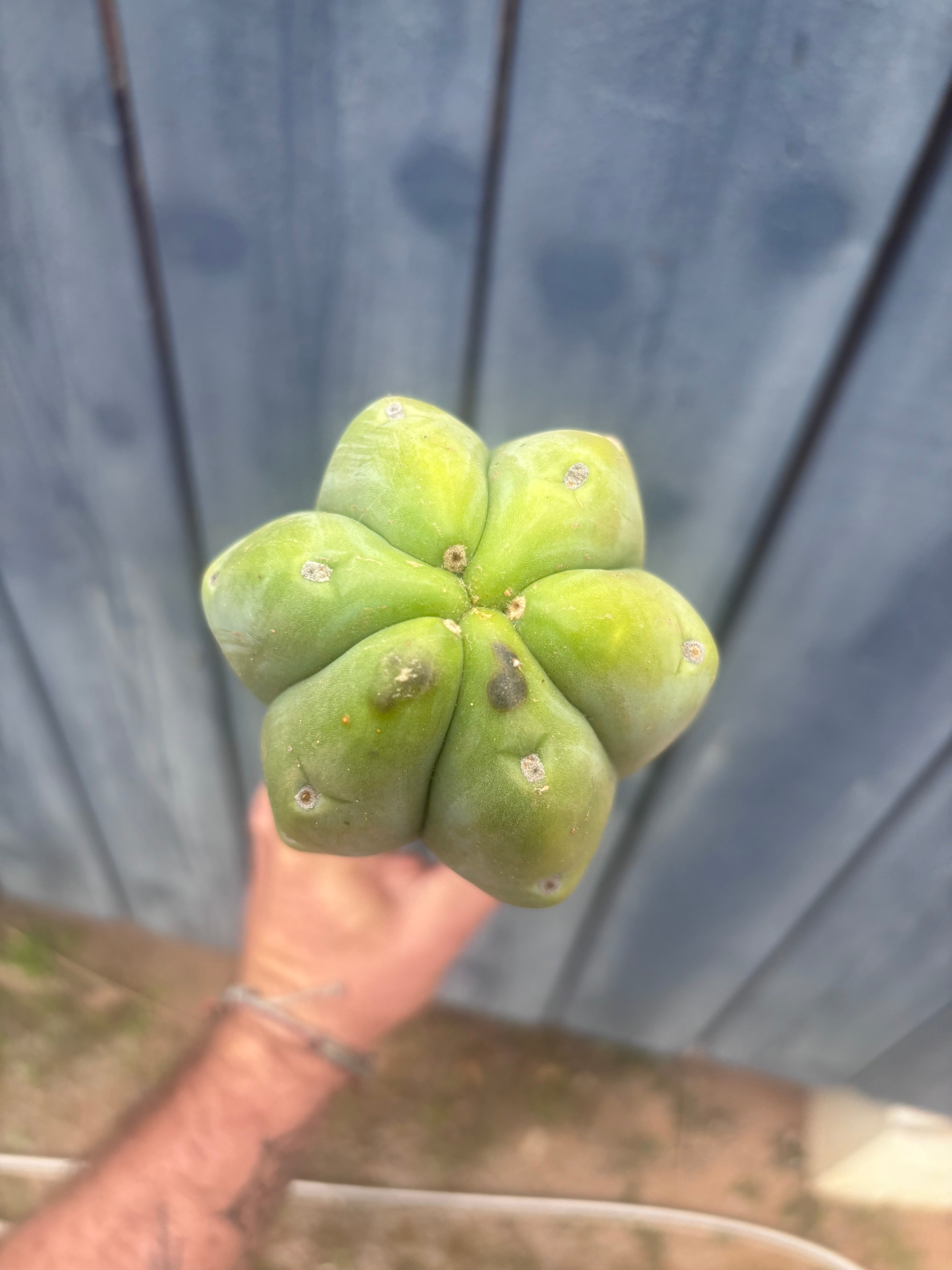 👑🌶️🌶️  Jiimz Twin Spine — XL Mature 15” Tips (Restocked)