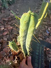 👑🌶️ BBB — 11” Tip