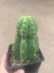 💎👑💎 Parque de Leyendes —BK08611.4 Clone A —  “Work of Art” Tip Graft on Rooted Stock