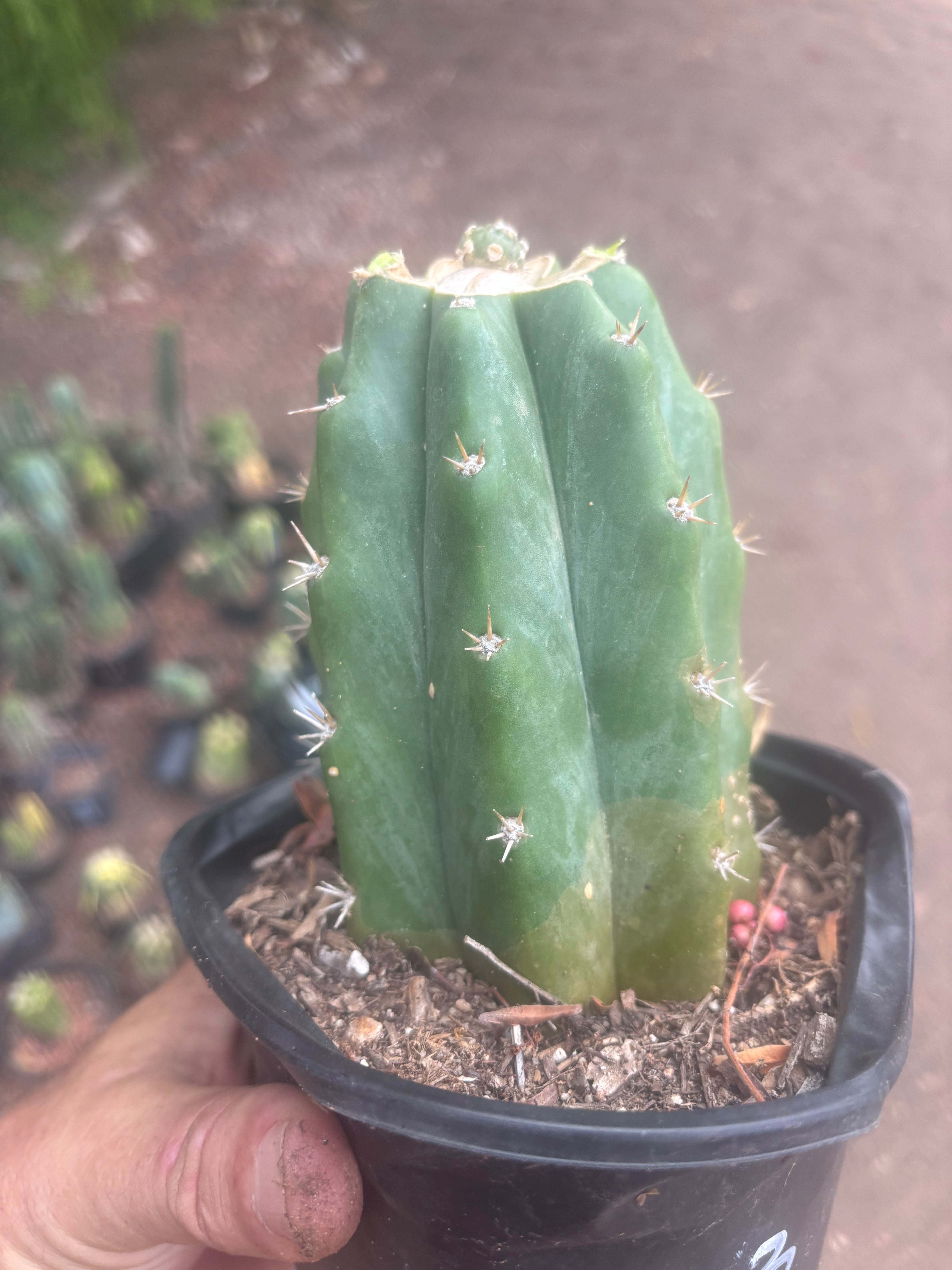 💎👑💎 SCB  — Pup Graft on Rooted PC