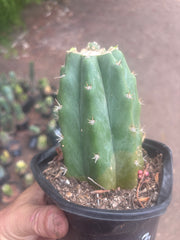 💎👑💎 SCB  — Pup Graft on Rooted PC