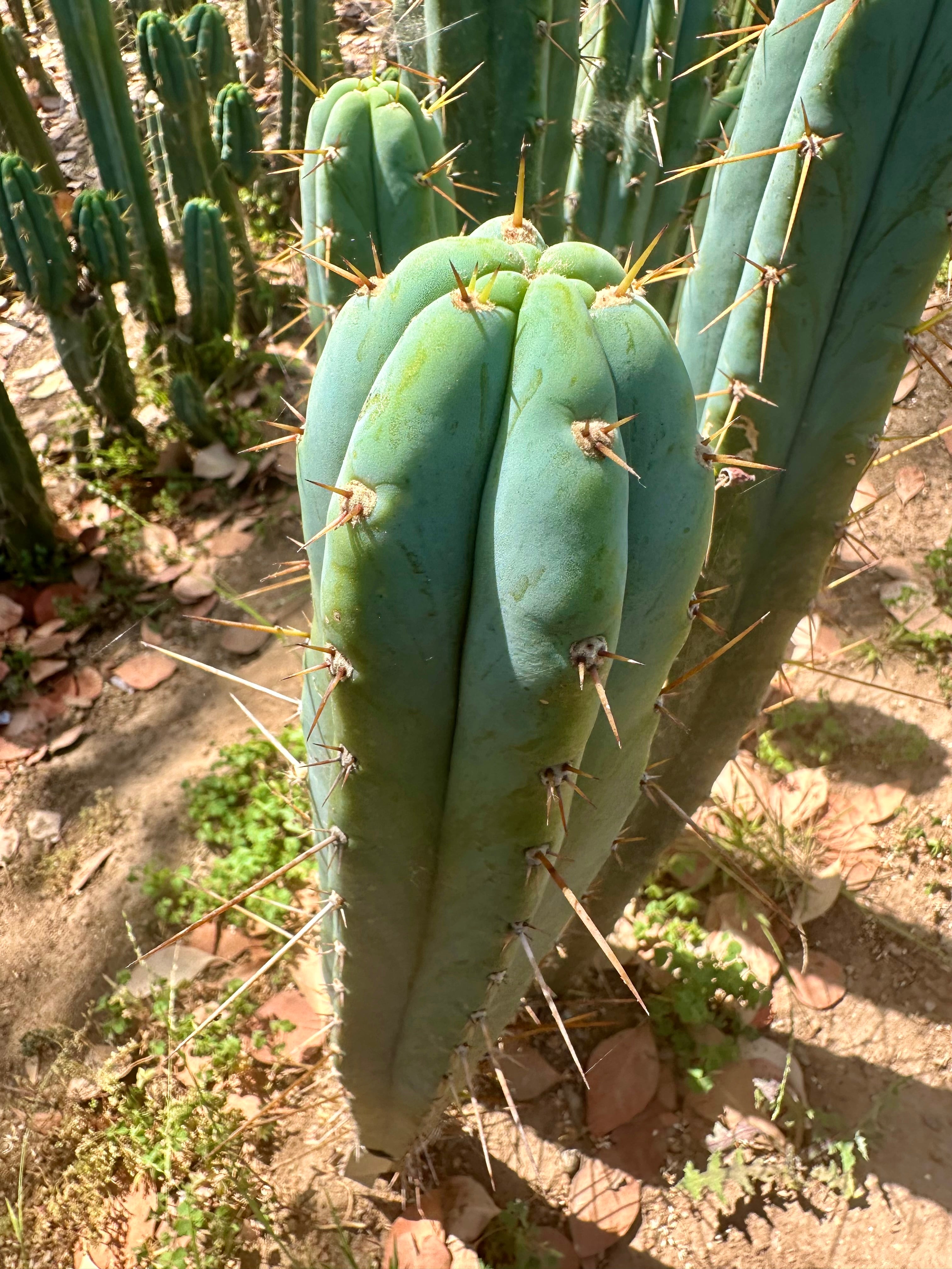 Bart x Sina  — 10” Tips (5)