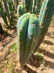 Bart x Sina  — 10” Tips (5)