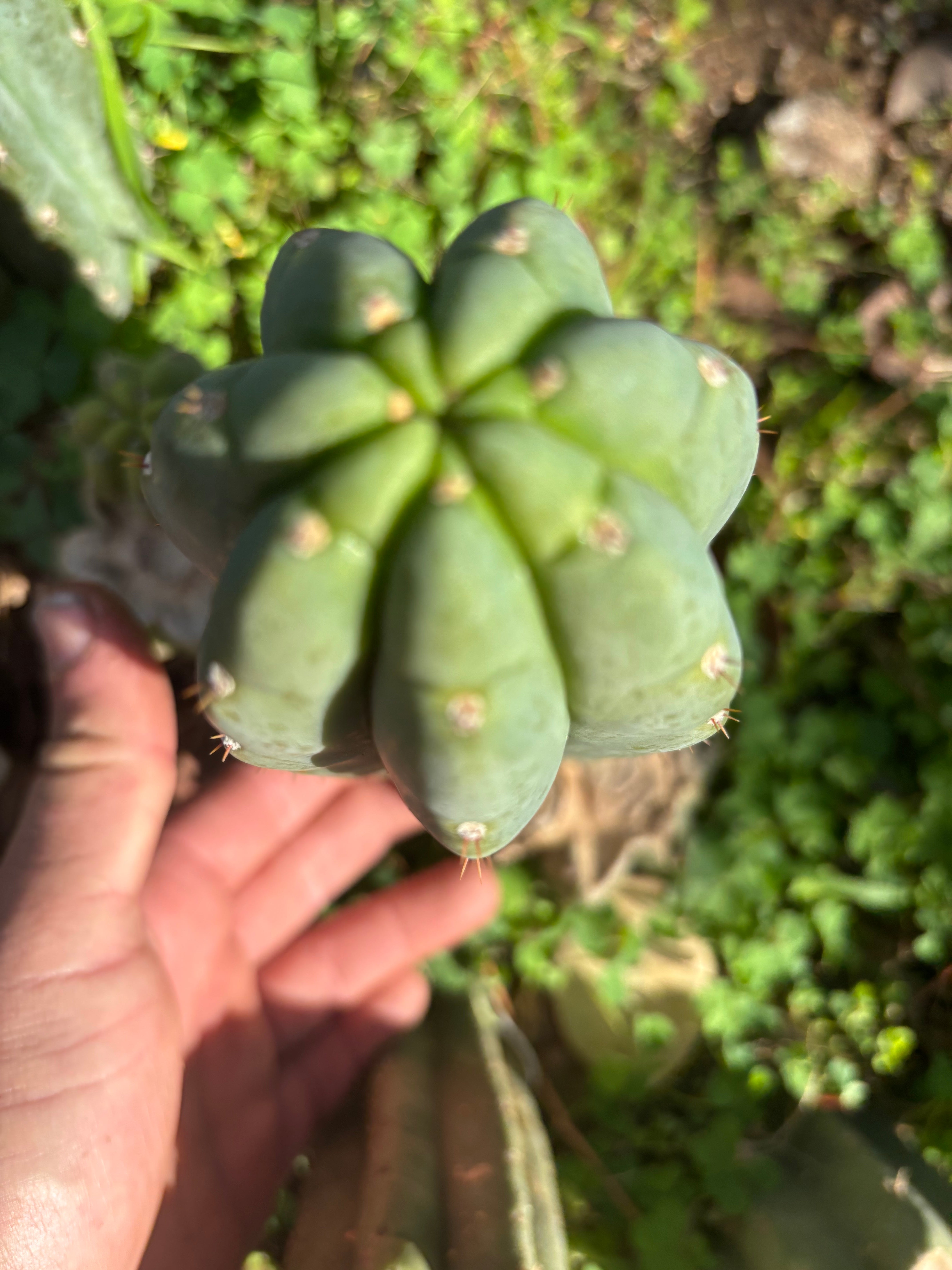 👑🌶️ Blue Ecuador — Chonky 9” Pup