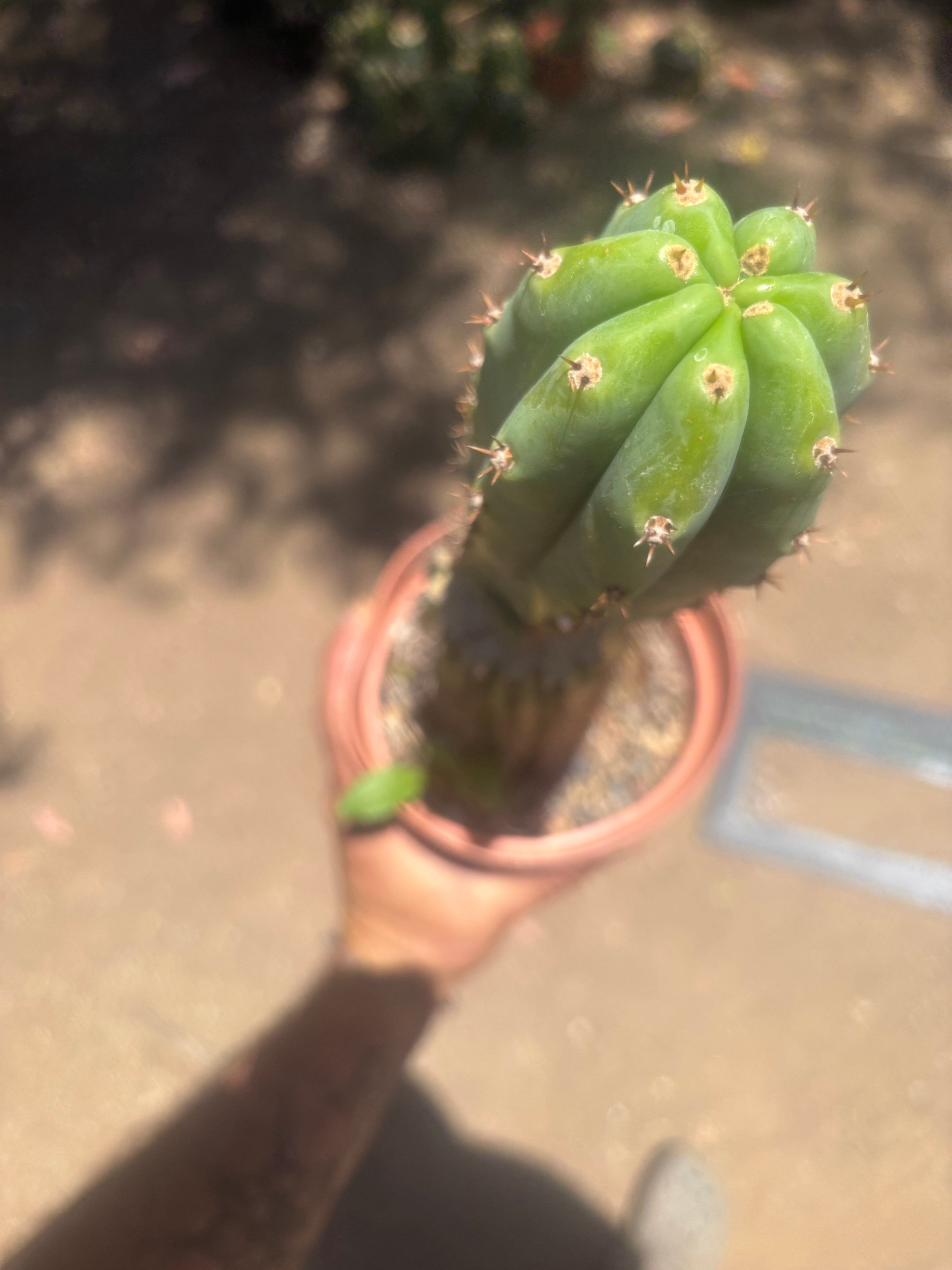 💎👑🔰 VFV — Ventucky x Fillmore Variegated — Rooted Slab Graft w/ Big Pup