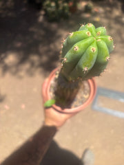 💎👑🔰 VFV — Ventucky x Fillmore Variegated — Rooted Slab Graft w/ Big Pup