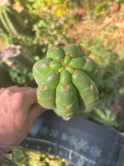 👑🌶️ The Field’s Pachanoi — Fat Pup