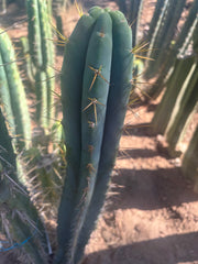 💎🌶️ 0102 — XXL Two Footer Tip (24”)