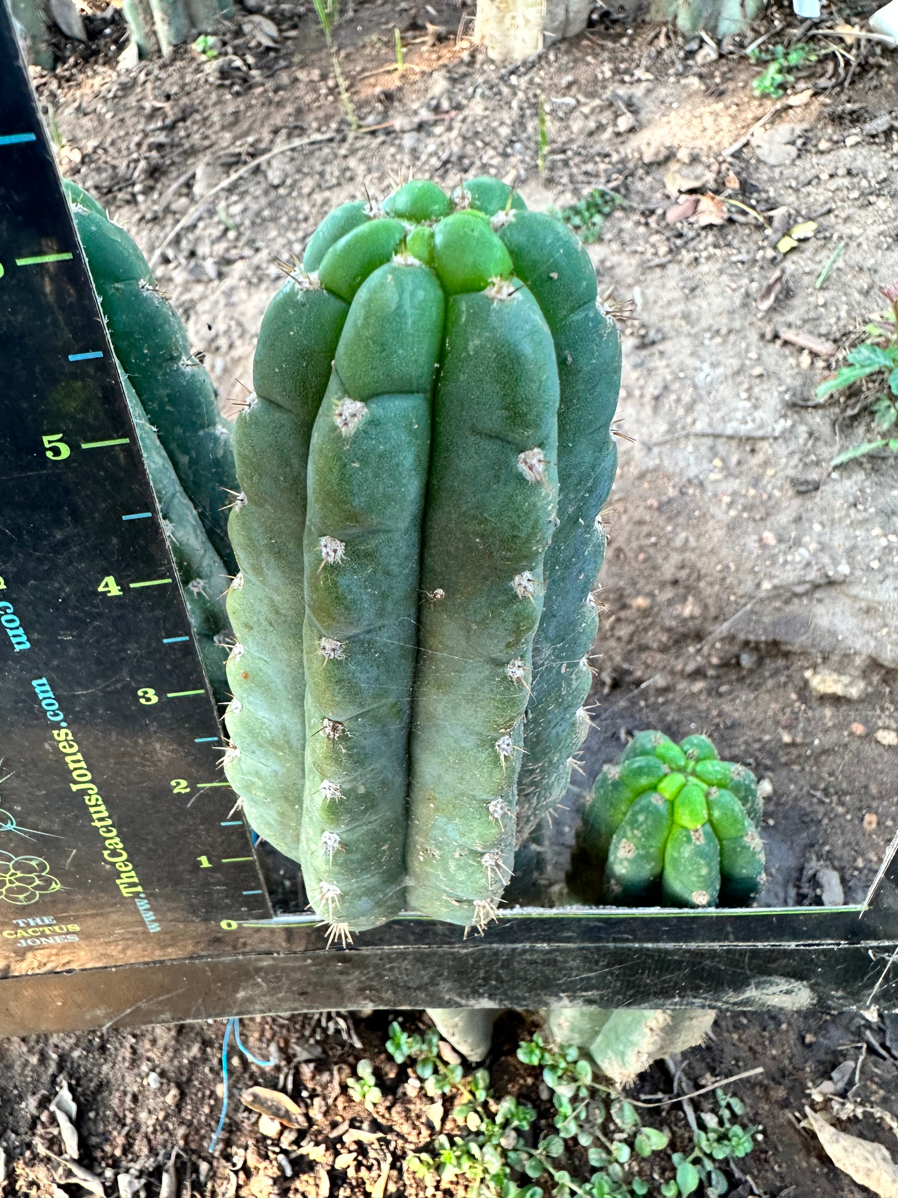 💎👑 Ichoca — 6” Pup