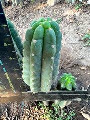 💎👑 Ichoca — 6” Pup