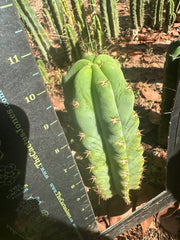 🌶️🌶️ NoidTwo —10” Tip