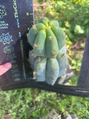 🌶️🌶️ NoidTwo — 8” Stacker Pup