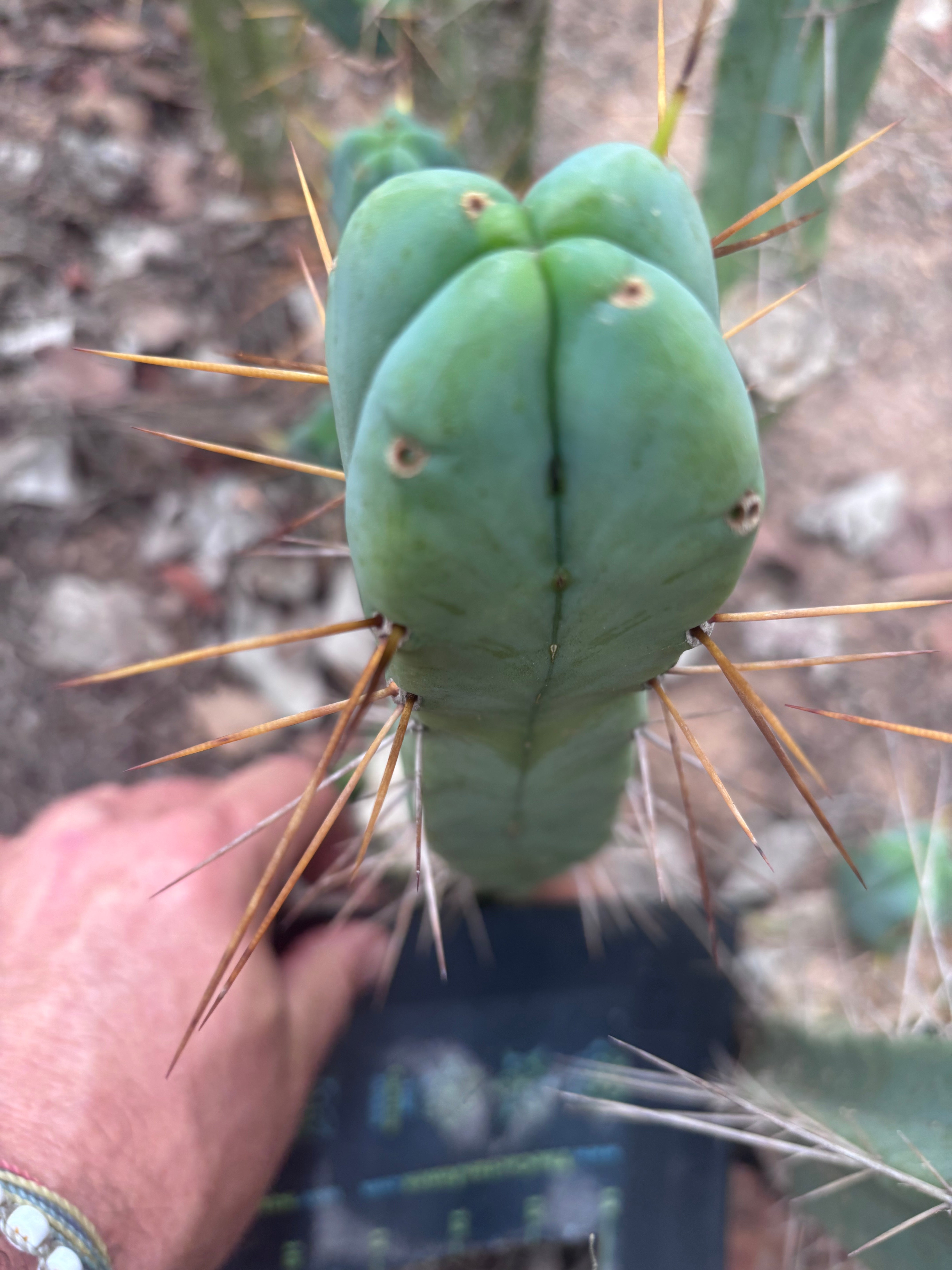 💎👑🌶️  La Paz  — 10” Fourwang Pup