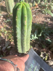 👑🌶️🌶️ Landfill — 10” Pup