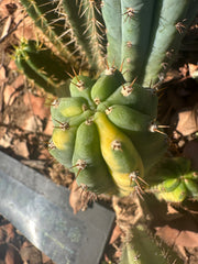 👑 Variegated Pachanoi — 9” Tip