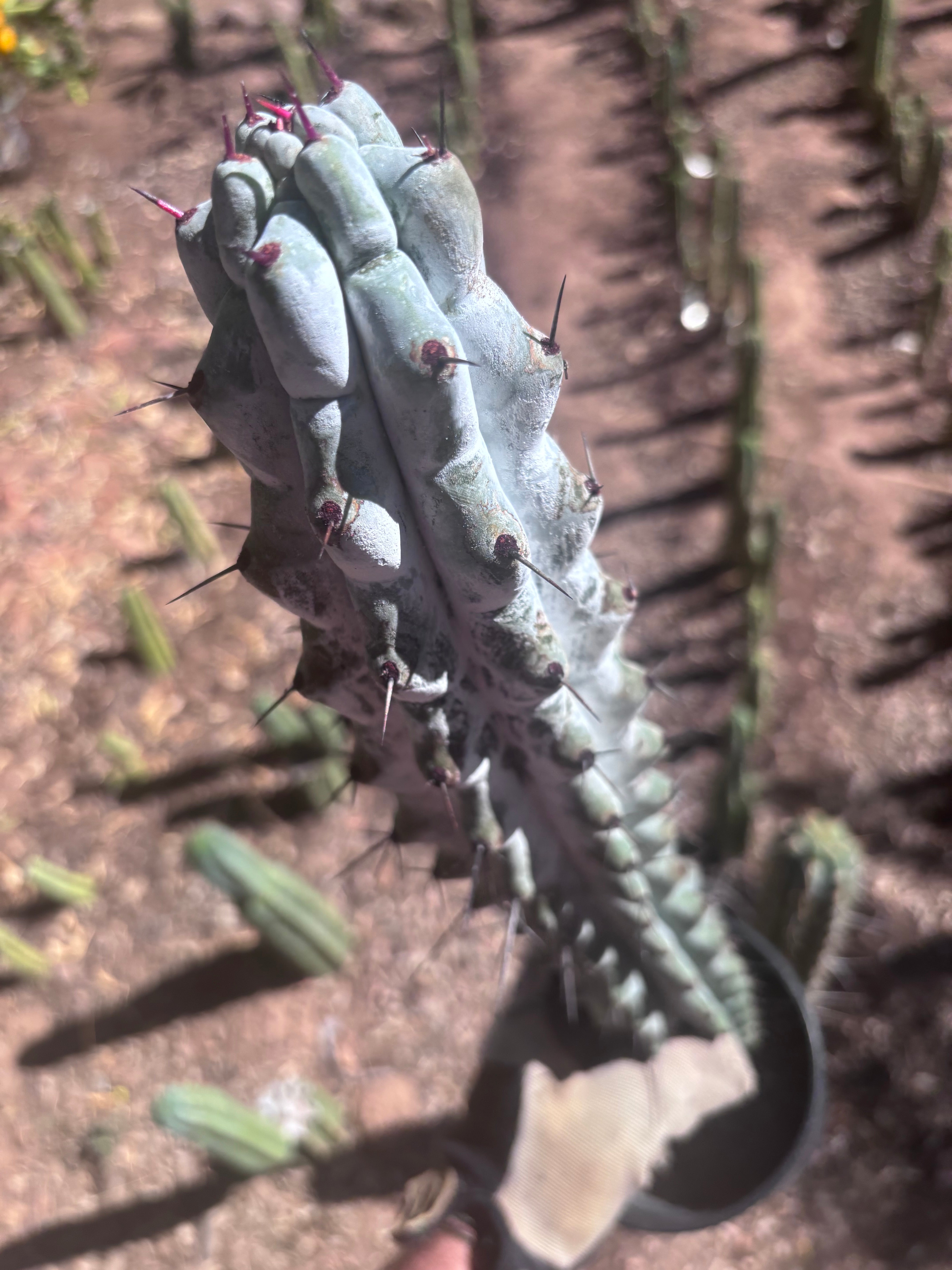 💎 Stenocereus Beneckei — XL 21” Fully Rooted