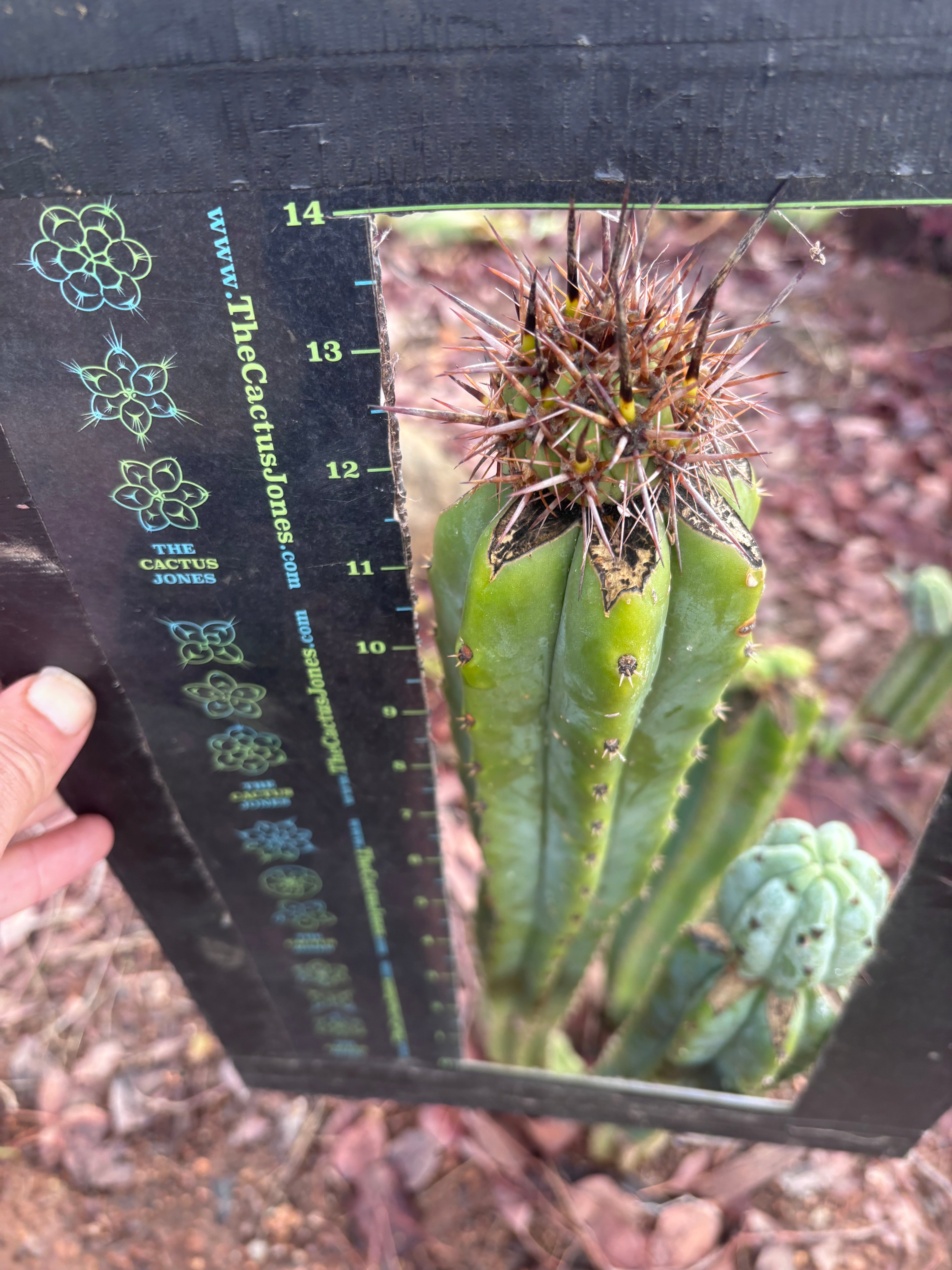 Custom Listing for Norma B