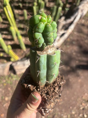 💎👑💎 Havran — Rooted Graft