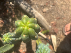 👑🌶️🌶️ Austy’s Bomb — 10.5” Pup