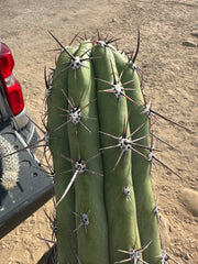💪⚔️ A Beast of a Taq Tip