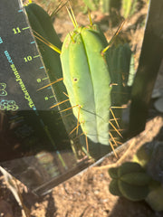 👑🌶️🌶️ Jiimz Twin Spine  — 11” Pup
