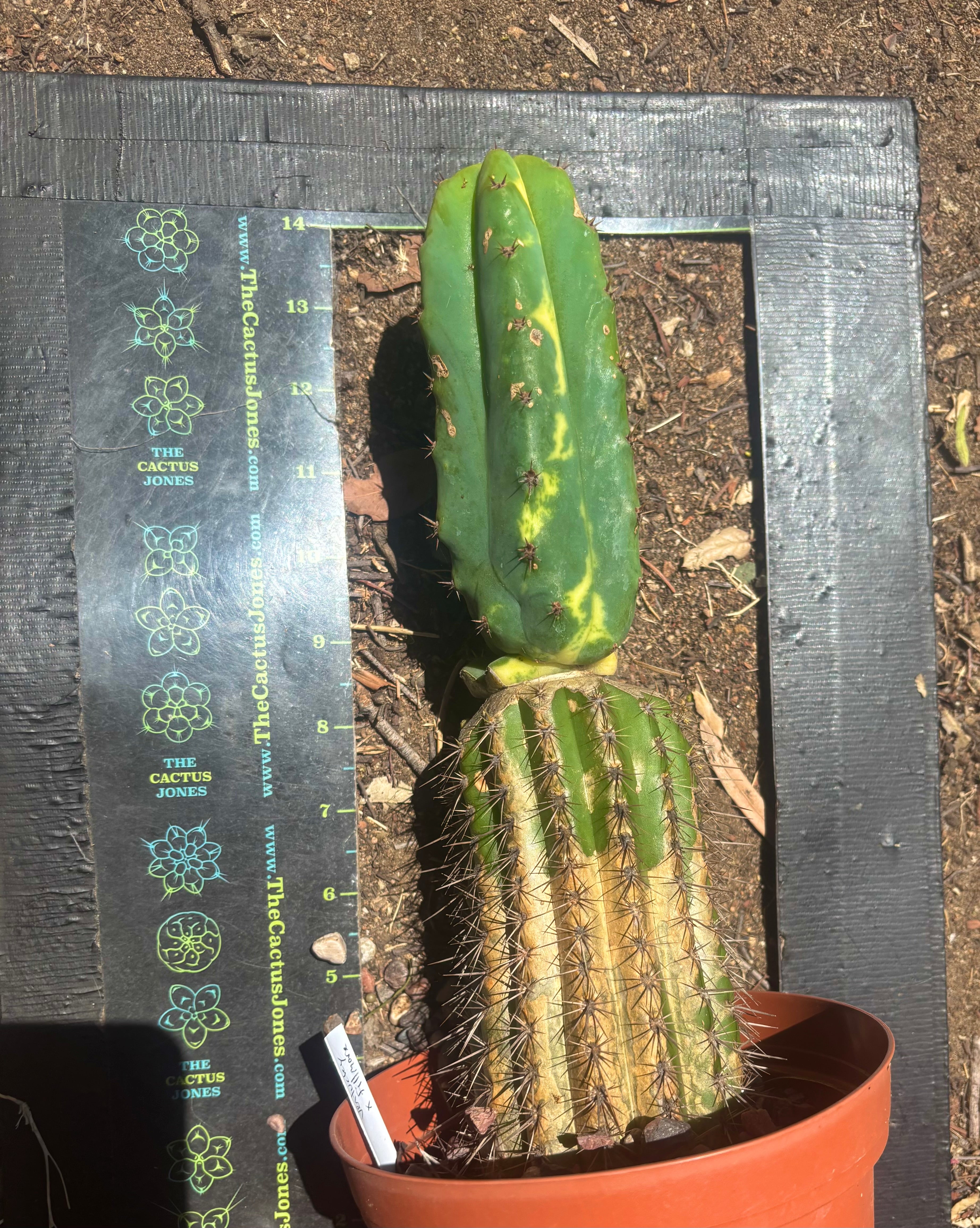 💎🔰 Ventucky Blue x Fillmore Variegated (First Release) — Rooted Tip Graft