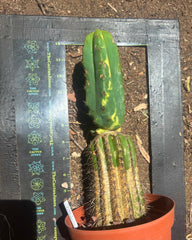 💎🔰 Ventucky Blue x Fillmore Variegated (First Release) — Rooted Tip Graft