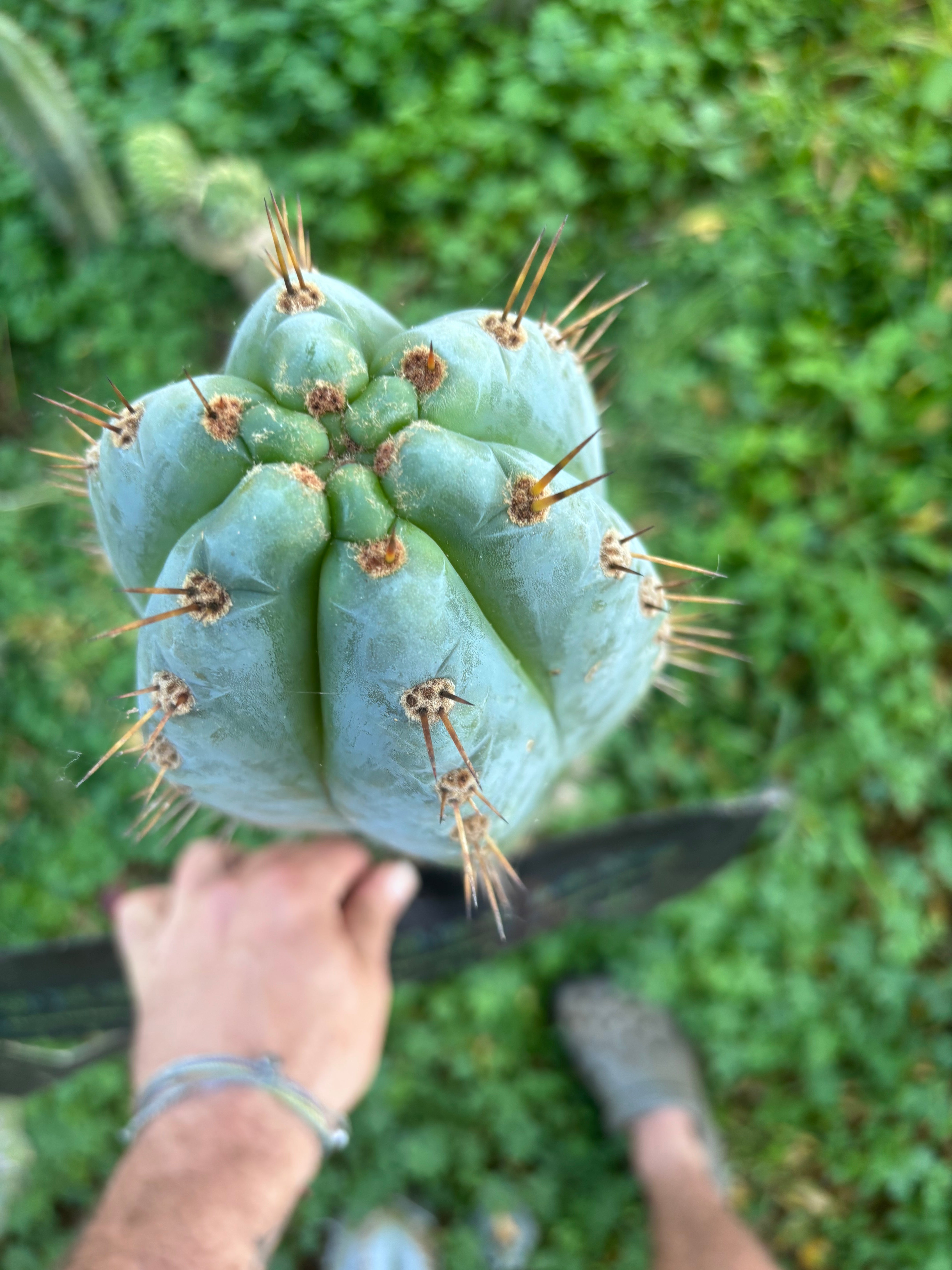 💎👑💎 Papa Smurf — XXL 14” Tip