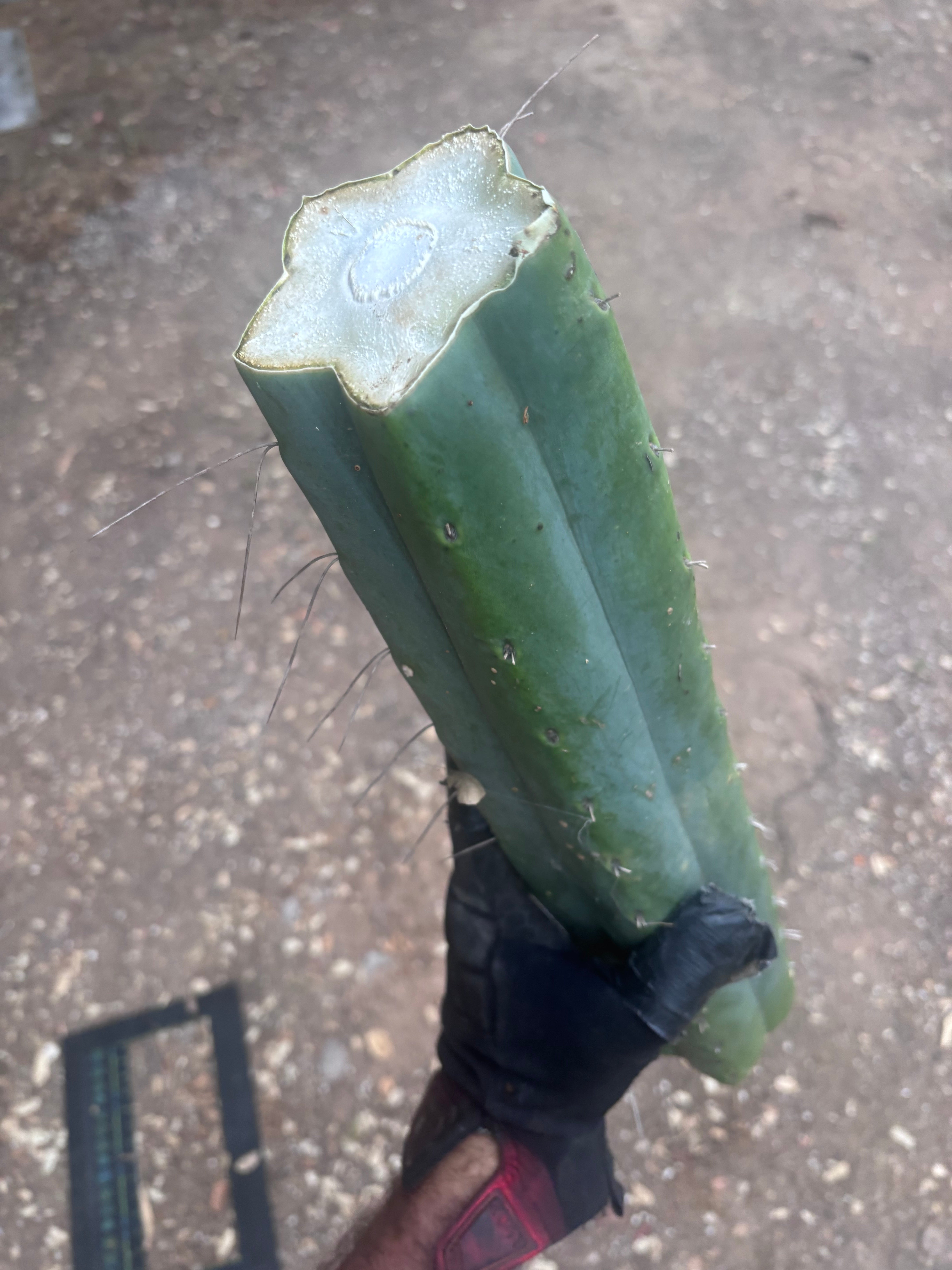 👑🌶️🌶️ Eileen — Another Massive 16” Mid