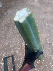 👑🌶️🌶️ Eileen — Another Massive 16” Mid
