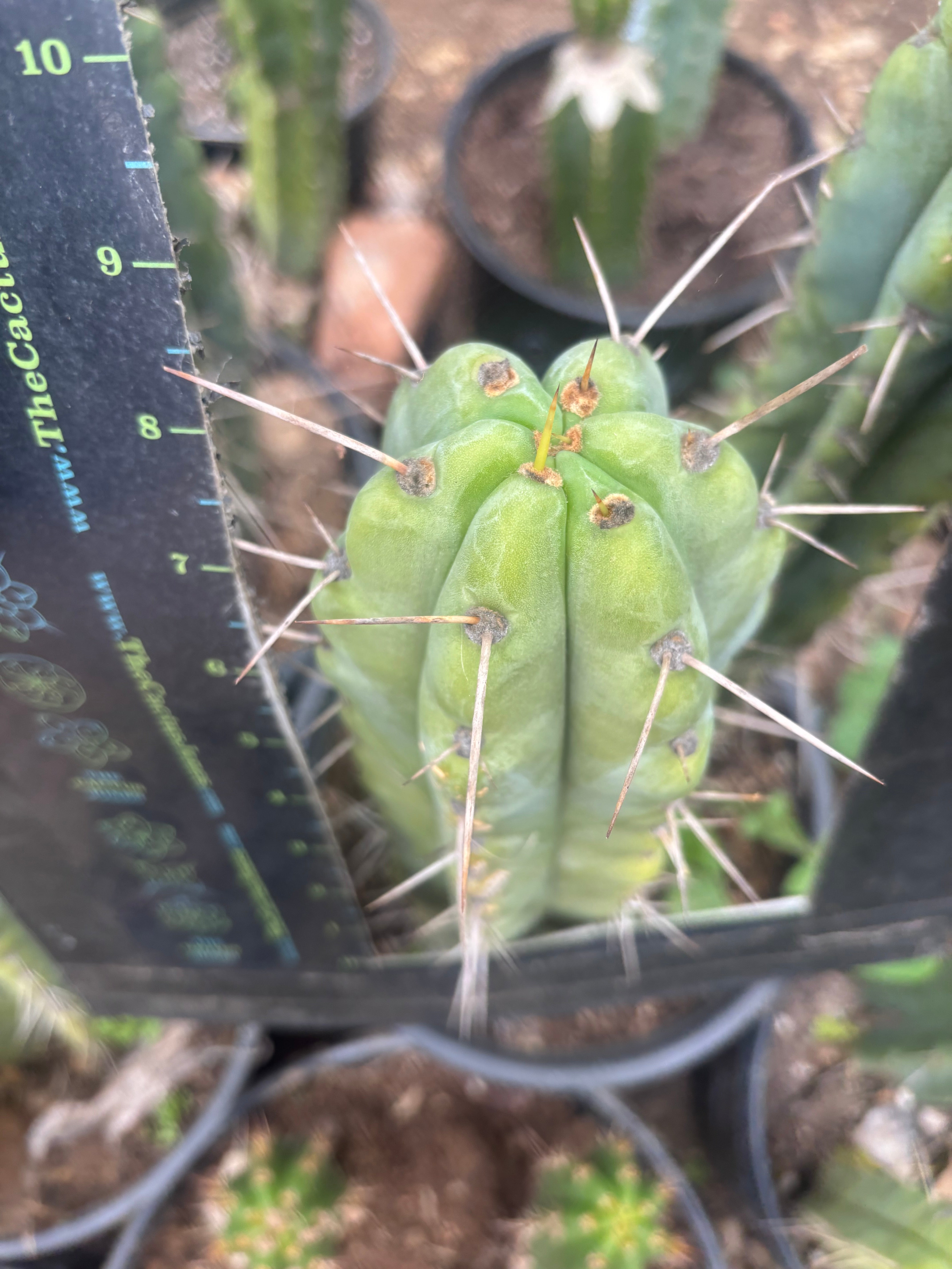 💎🌶️🌶️ NOM — 8.5” Tip