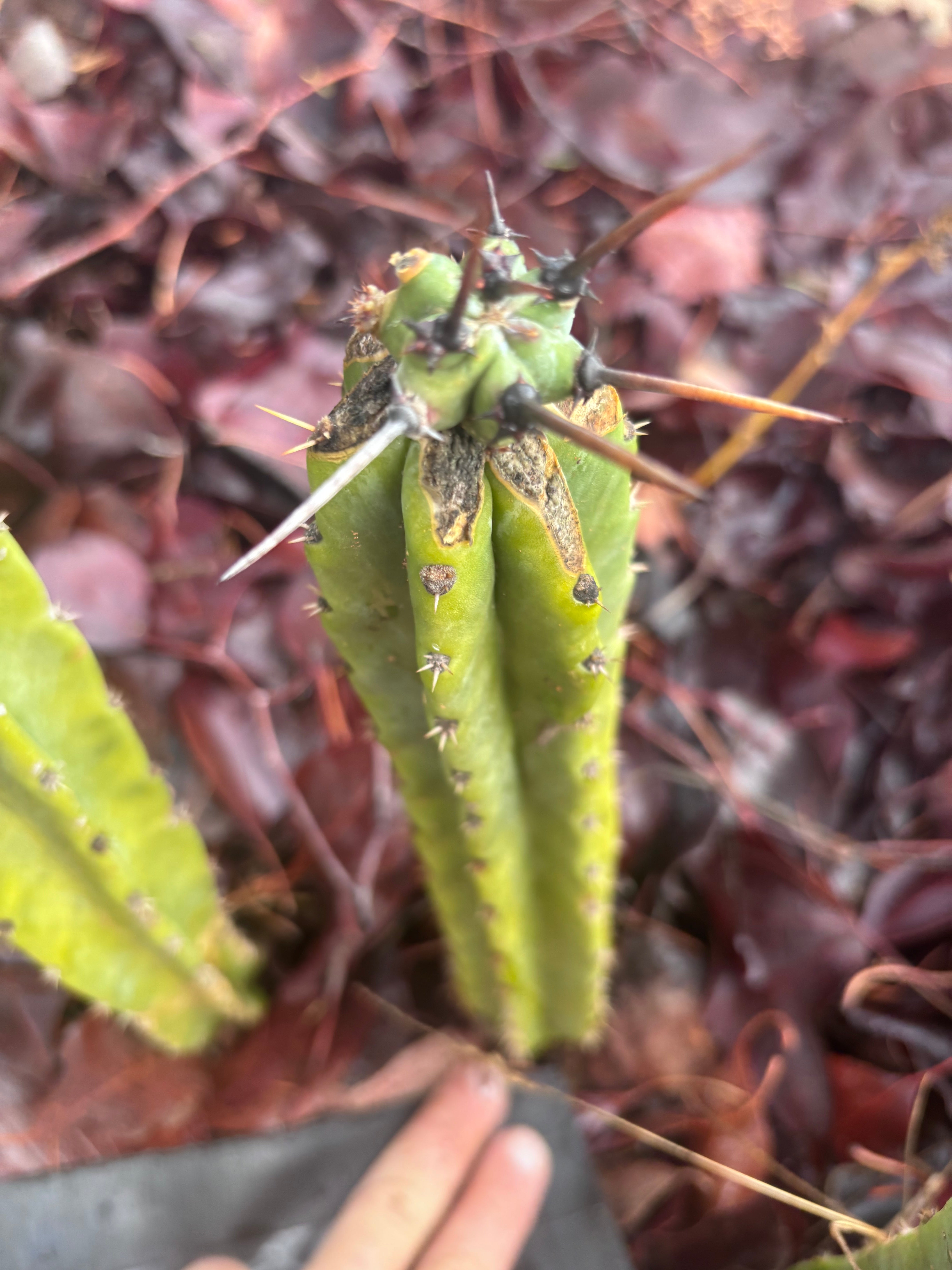 🦄 👑 M Stacker — Fully Rooted Graft