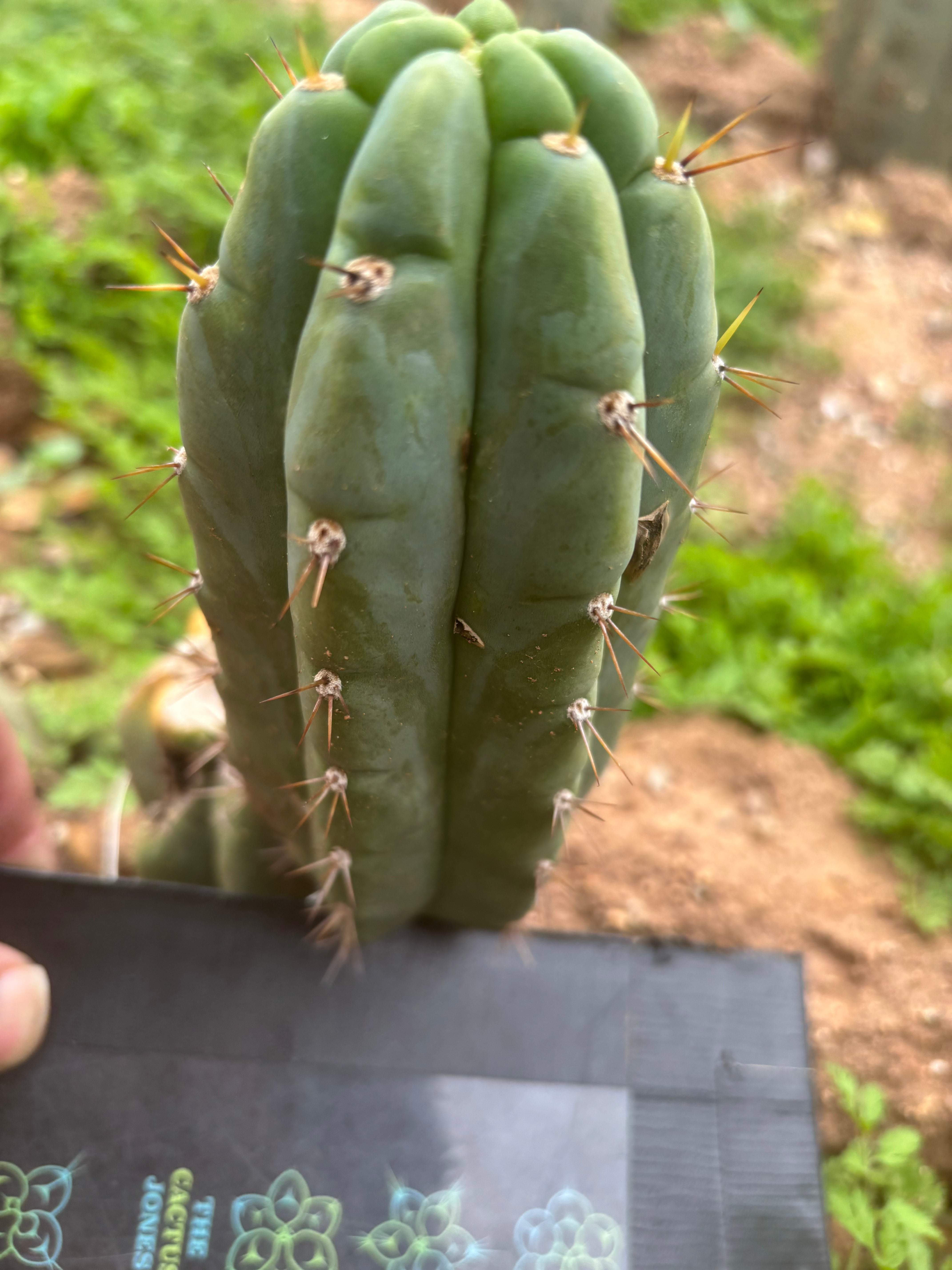 Custom Listing for Scott C