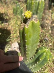 💎👑💎 Hulk’s Balls Graft