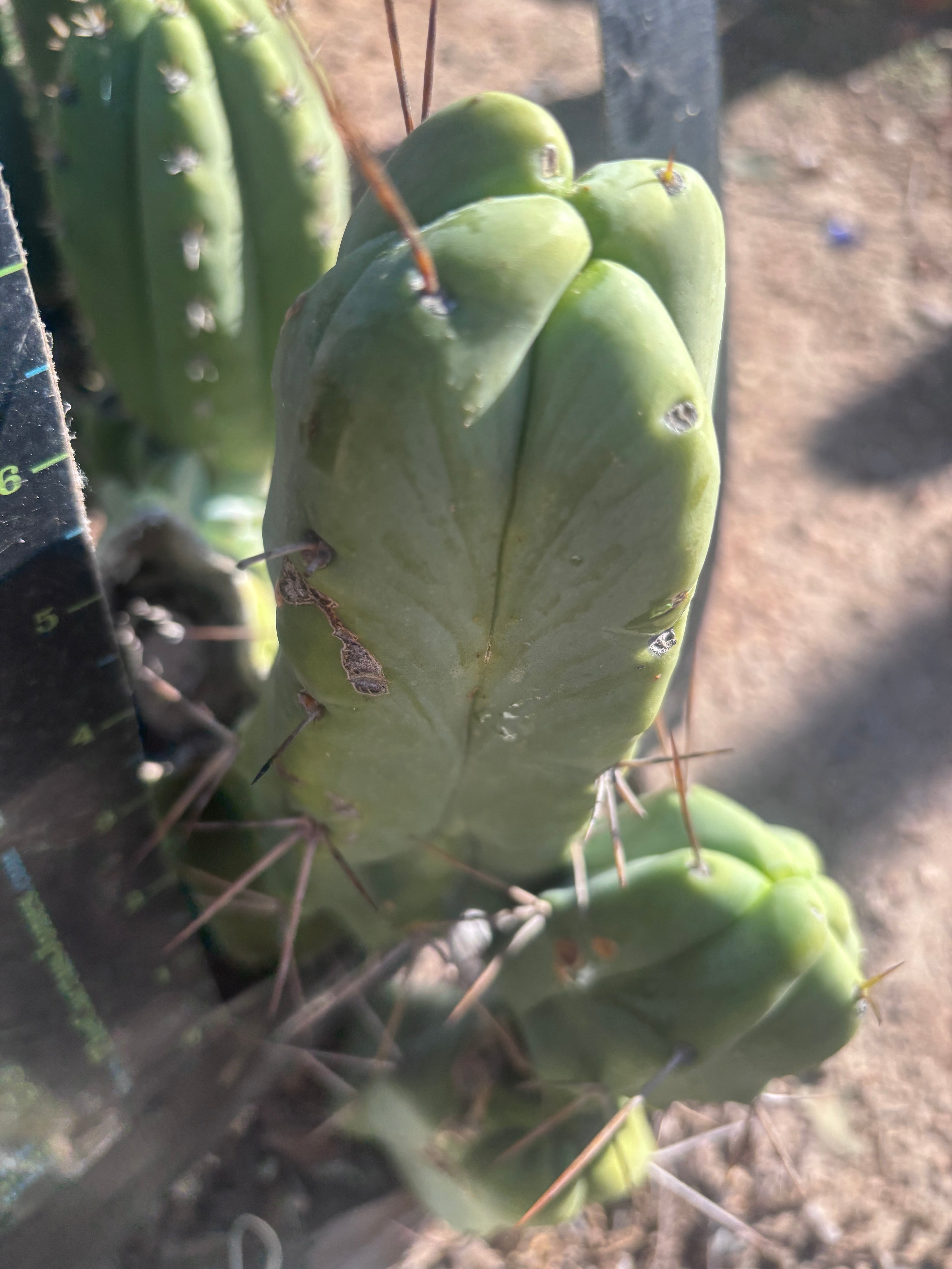 👑💎🌶️ Caballero — 8” Fourwang Pup