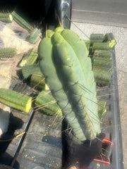 👑💎🌶️ TBQM  — Massive 15” Tip
