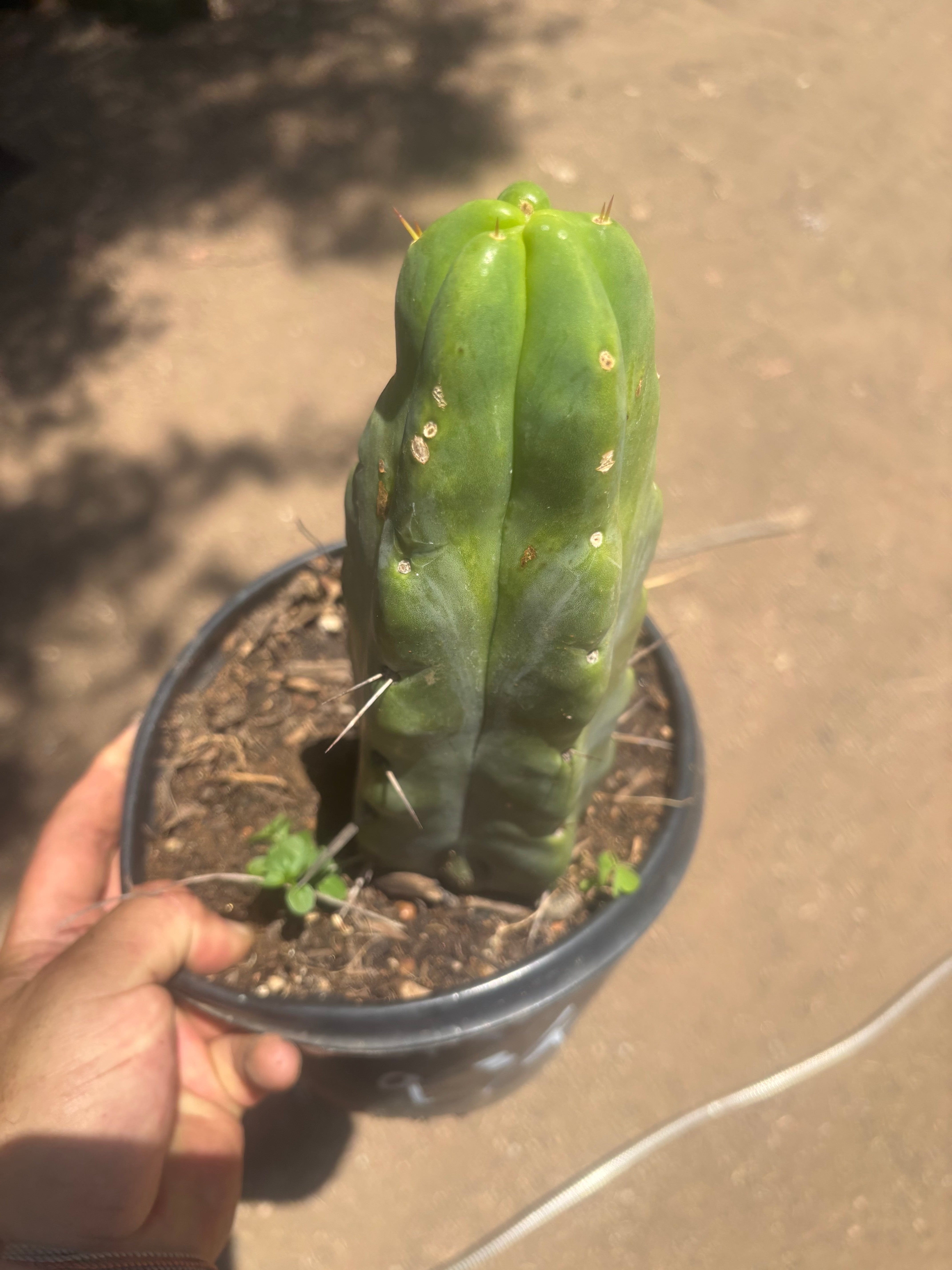 💎👑🌶️ Platform 9 3/4  — Beefy 11”Rooted Tip