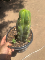 💎👑🌶️ Platform 9 3/4  — Beefy 11”Rooted Tip