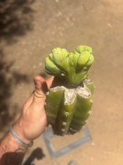 👑🌶️🌶️ TBMC — Graft on PC w/ Roots