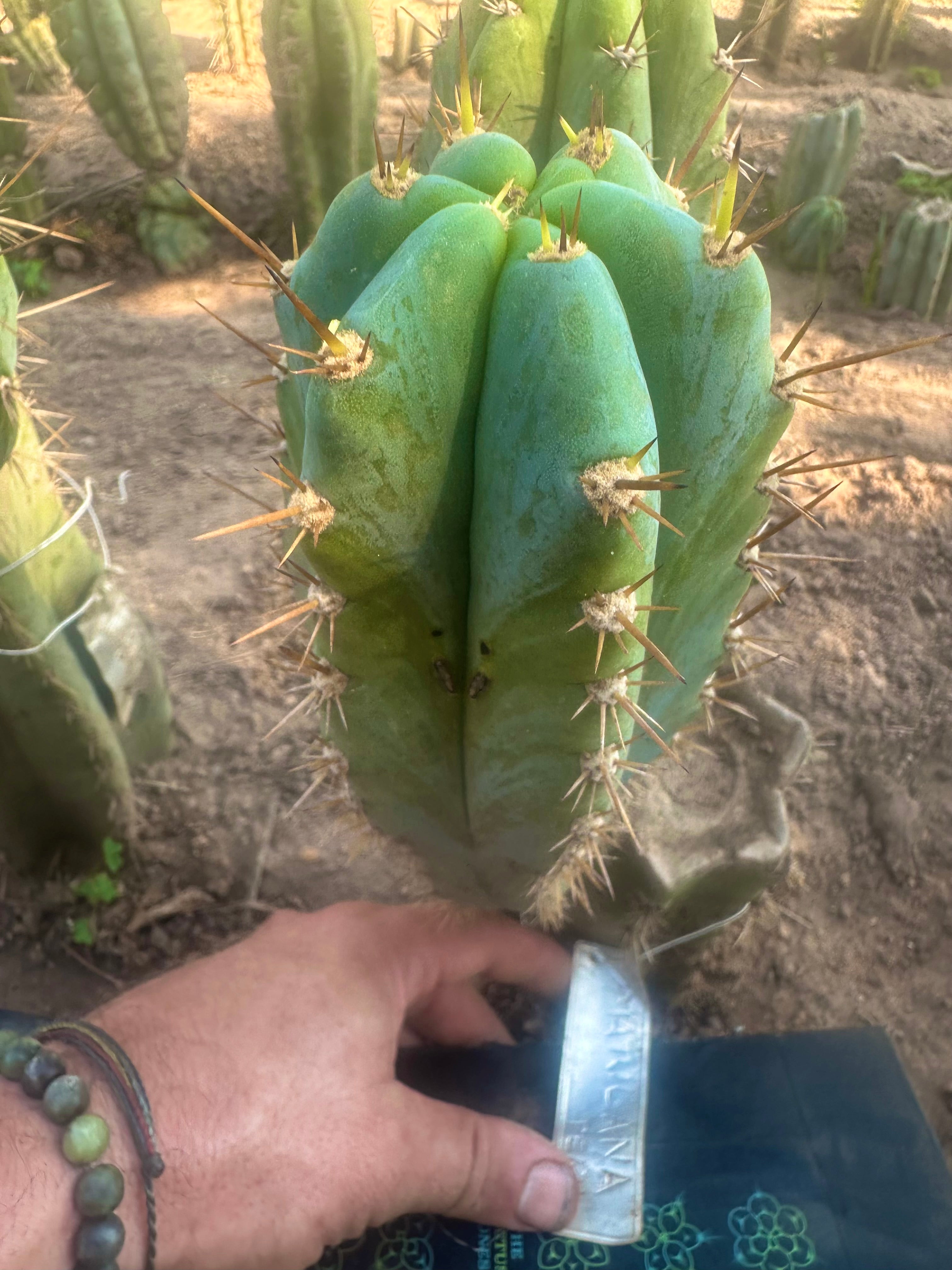 💎👑  Matucana Peru — 7.5” Pup