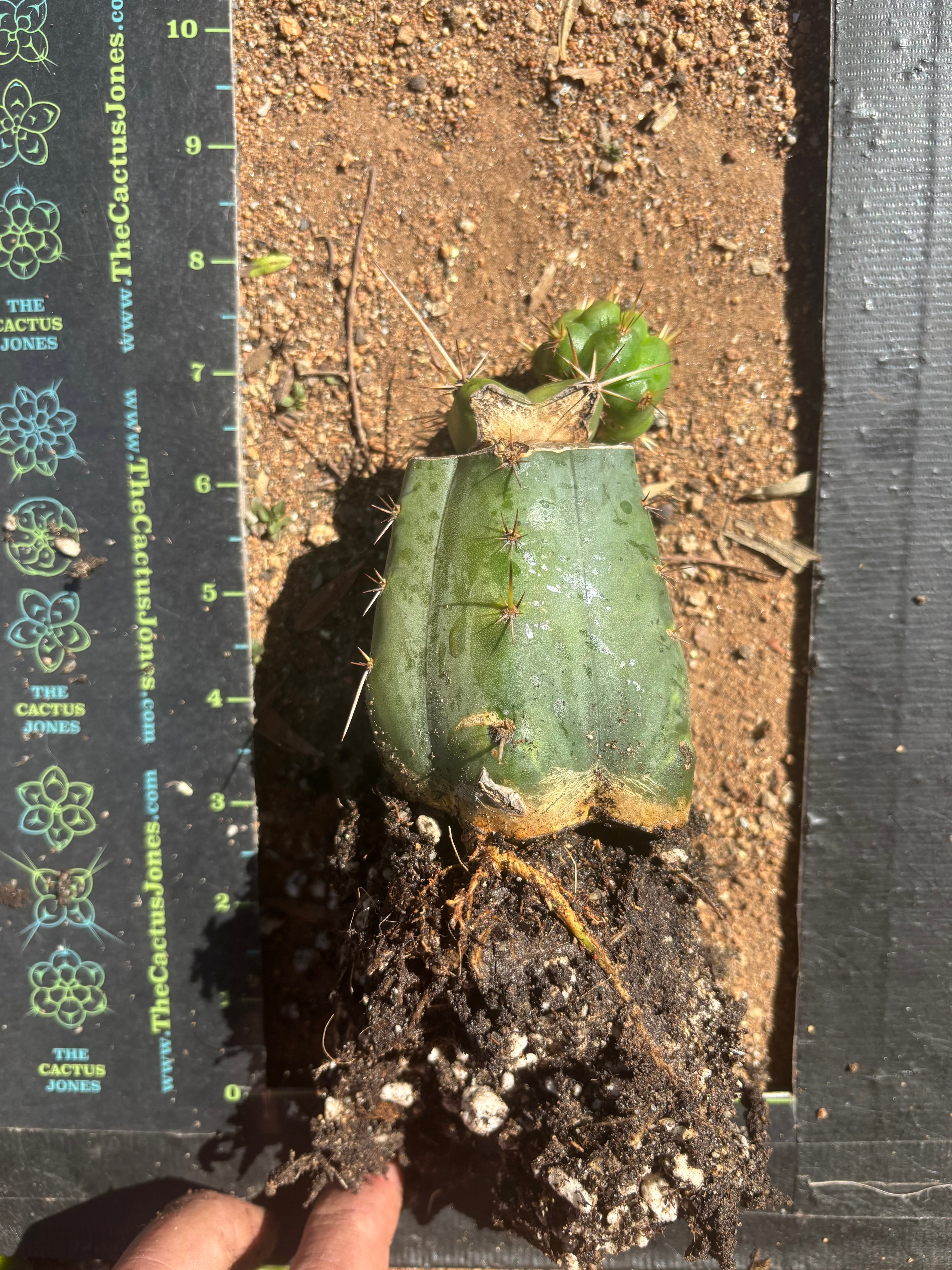 💎👑💎 Tulhuay — Rare Magenta Flower — Pupping Rooted Graft