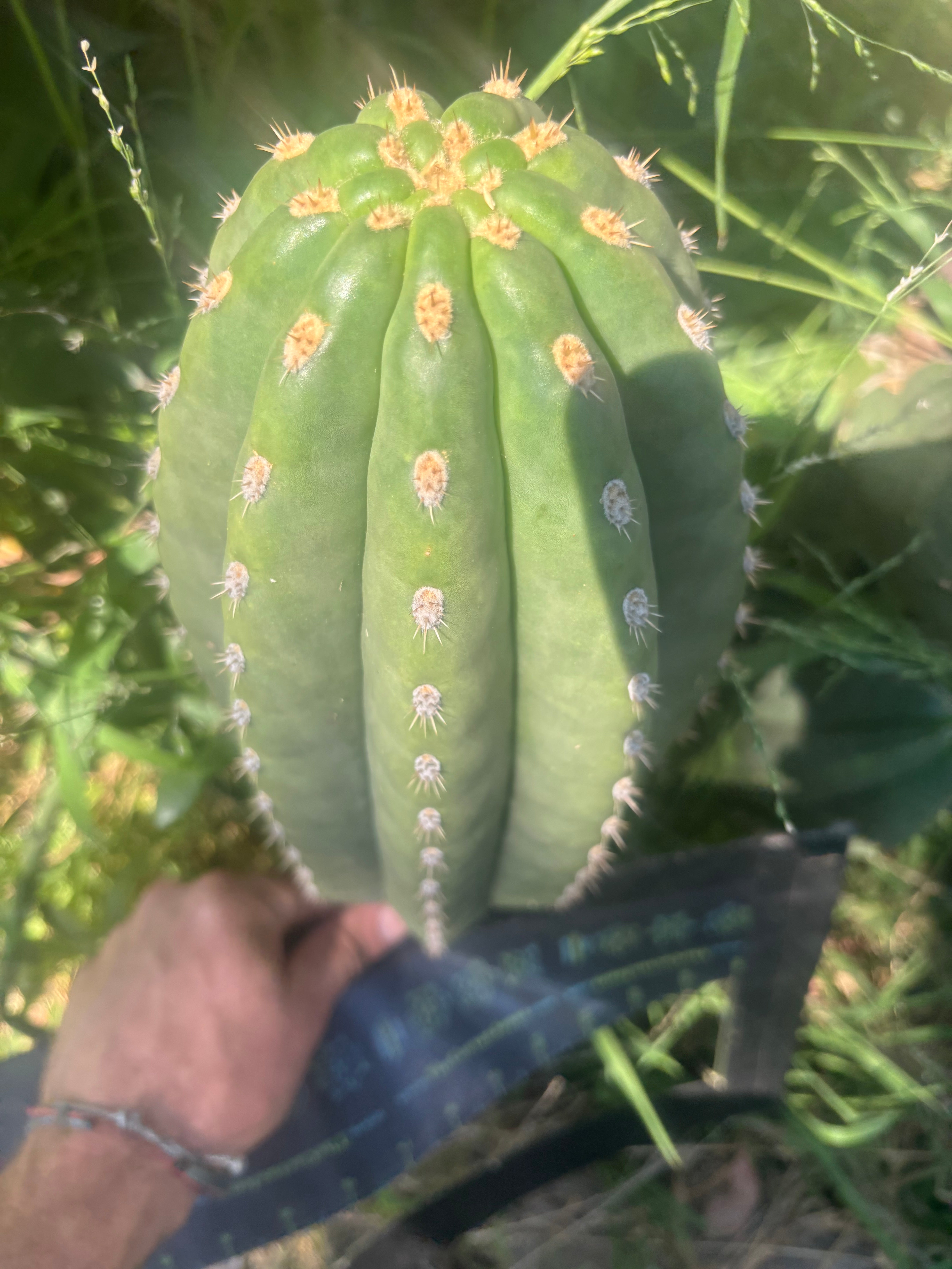 💎👑💎 SASS — Massive 13” Melon
