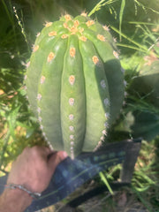 💎👑💎 SASS — Massive 13” Melon