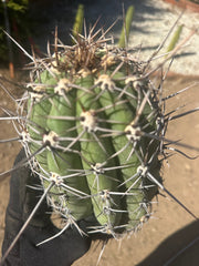 💎⚔️ Taq-Sheckii — Beastly Pups (2)