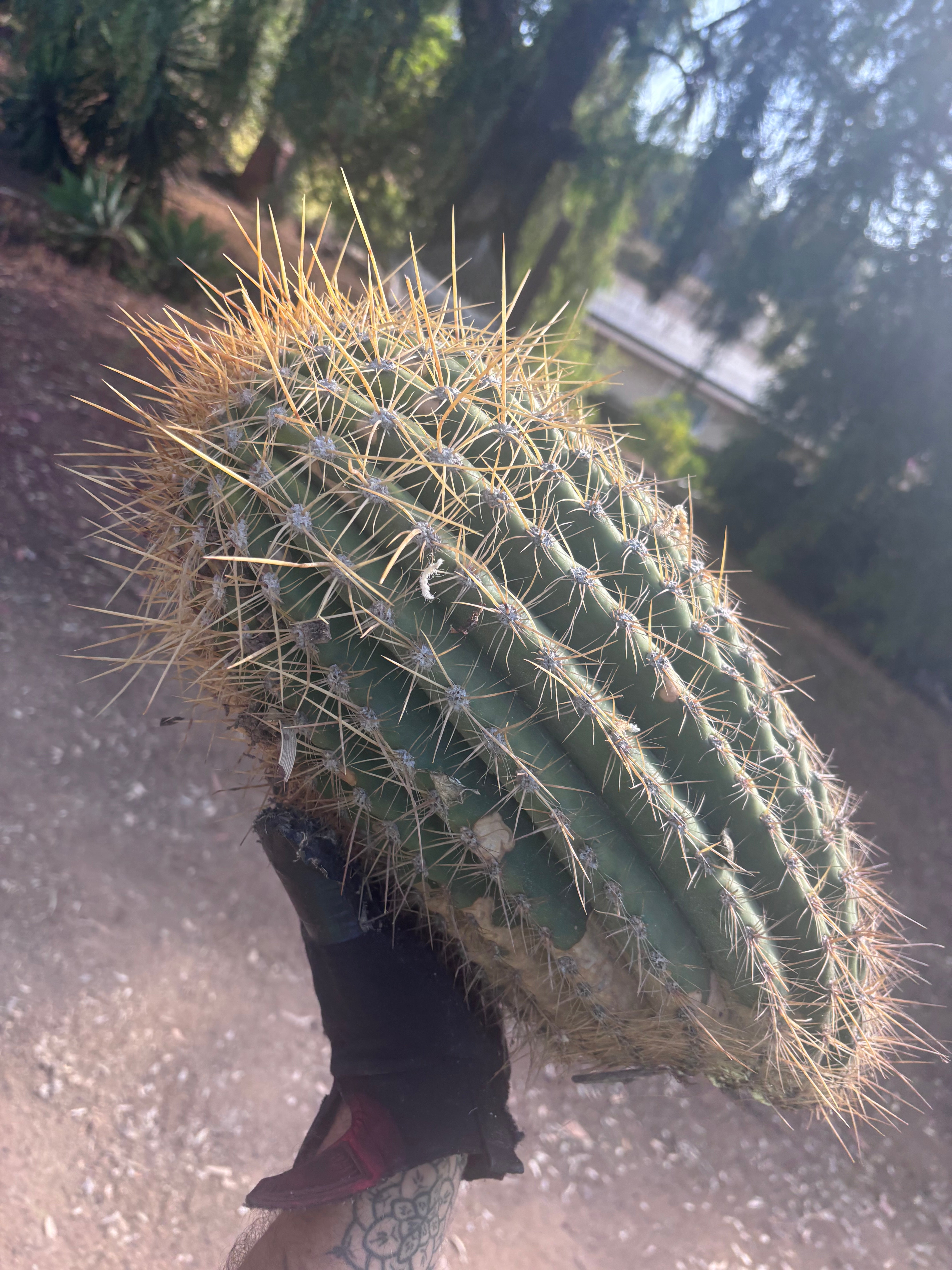 💎💎 T. Atacamensis — MASSIVE 17” Pups