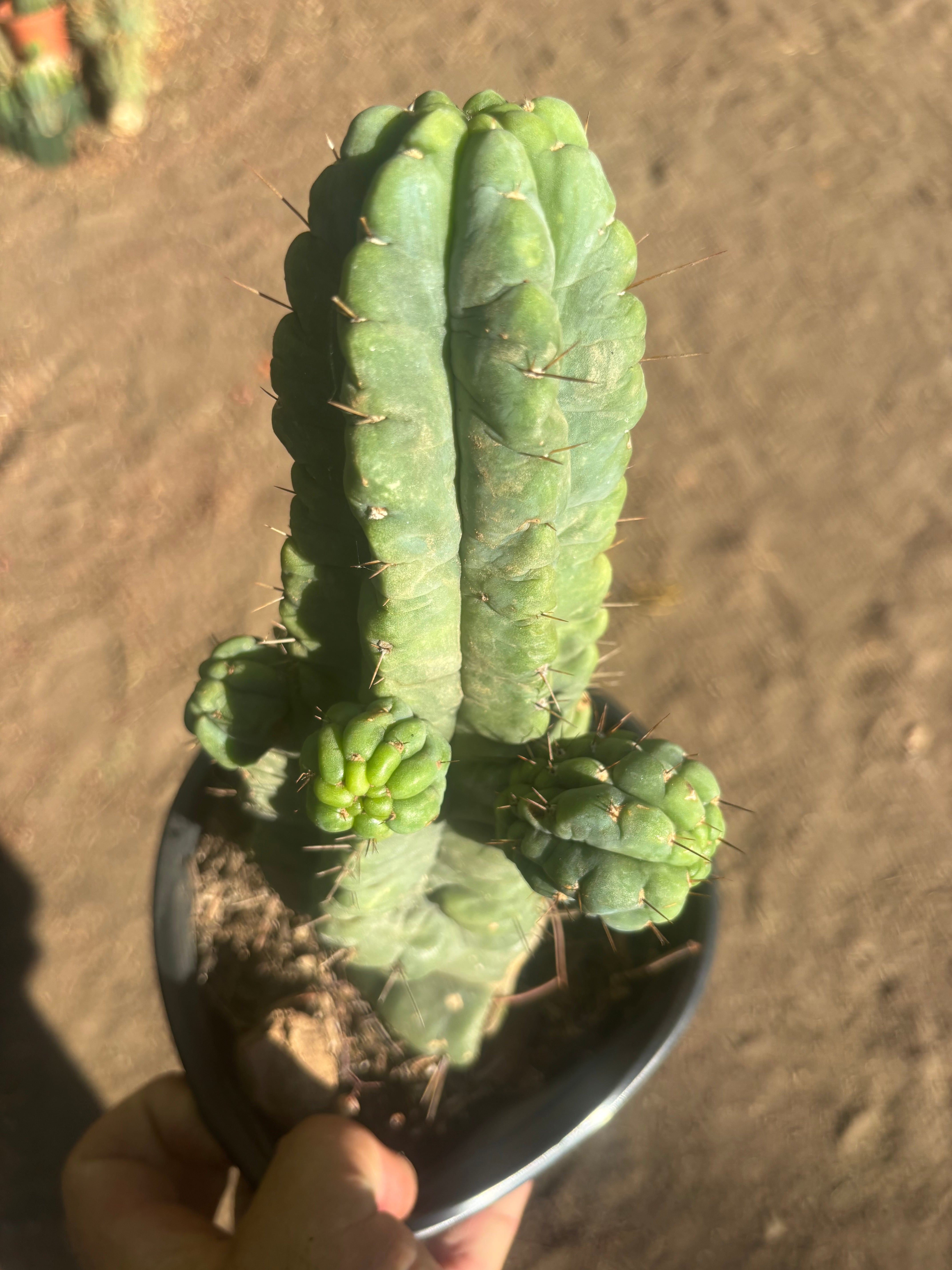 💎👑💎 Havran — Established Multi-Pup Graft on PC