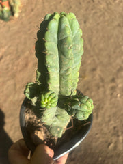 💎👑💎 Havran — Established Multi-Pup Graft on PC