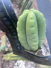 💎👑💎🌶️ Ferah — FAT Melon Pup