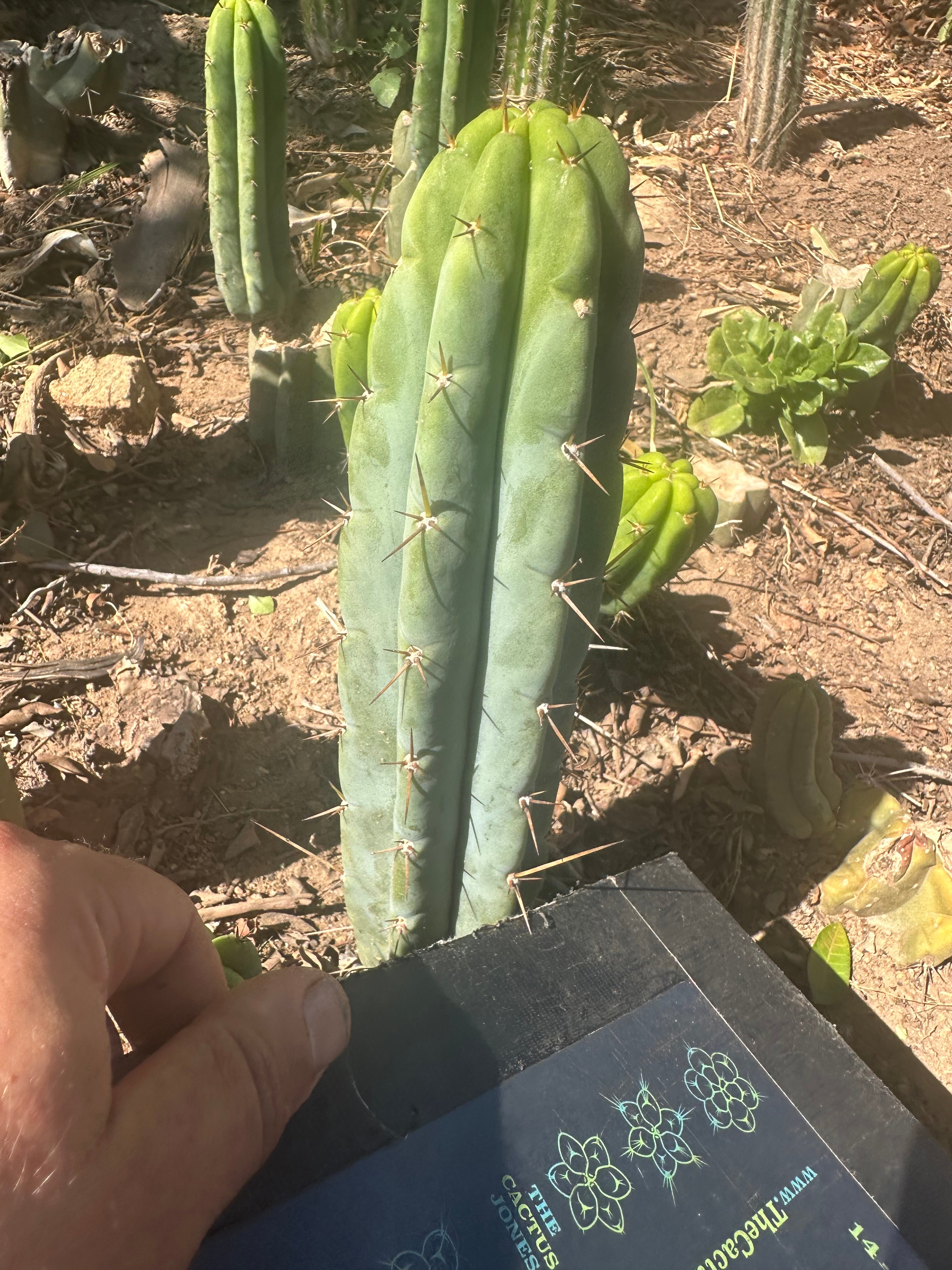 👑🌶️🌶️ Pala! — 8” Tip