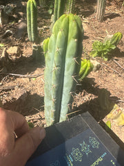 👑🌶️🌶️ Pala! — 8” Tip